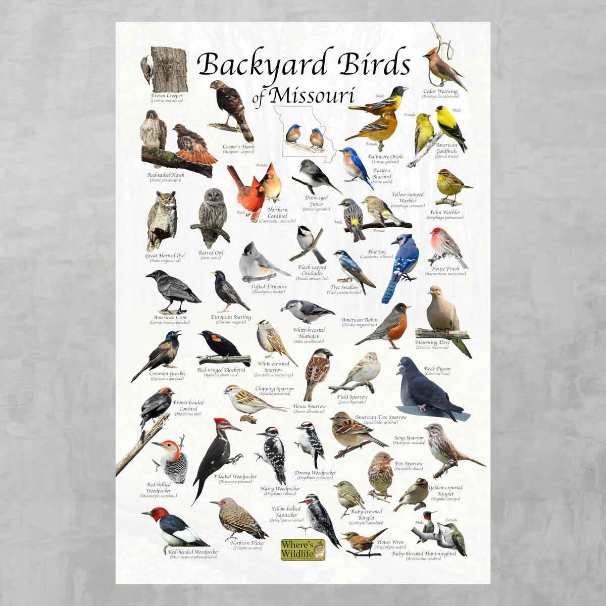 Amazon Where S Wildlife Backyard Birds Of Missouri Laminated Bird Identification Poster Chart 12 X 18 Office Products
