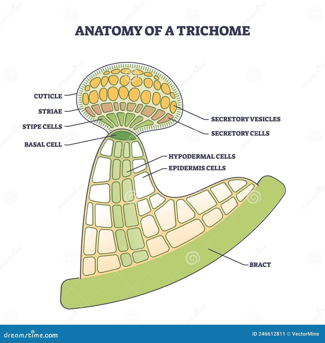 Biological Plant Stock Illustrations 24 635 Biological Plant Stock Illustrations Vectors Clipart Dreamstime Page 22