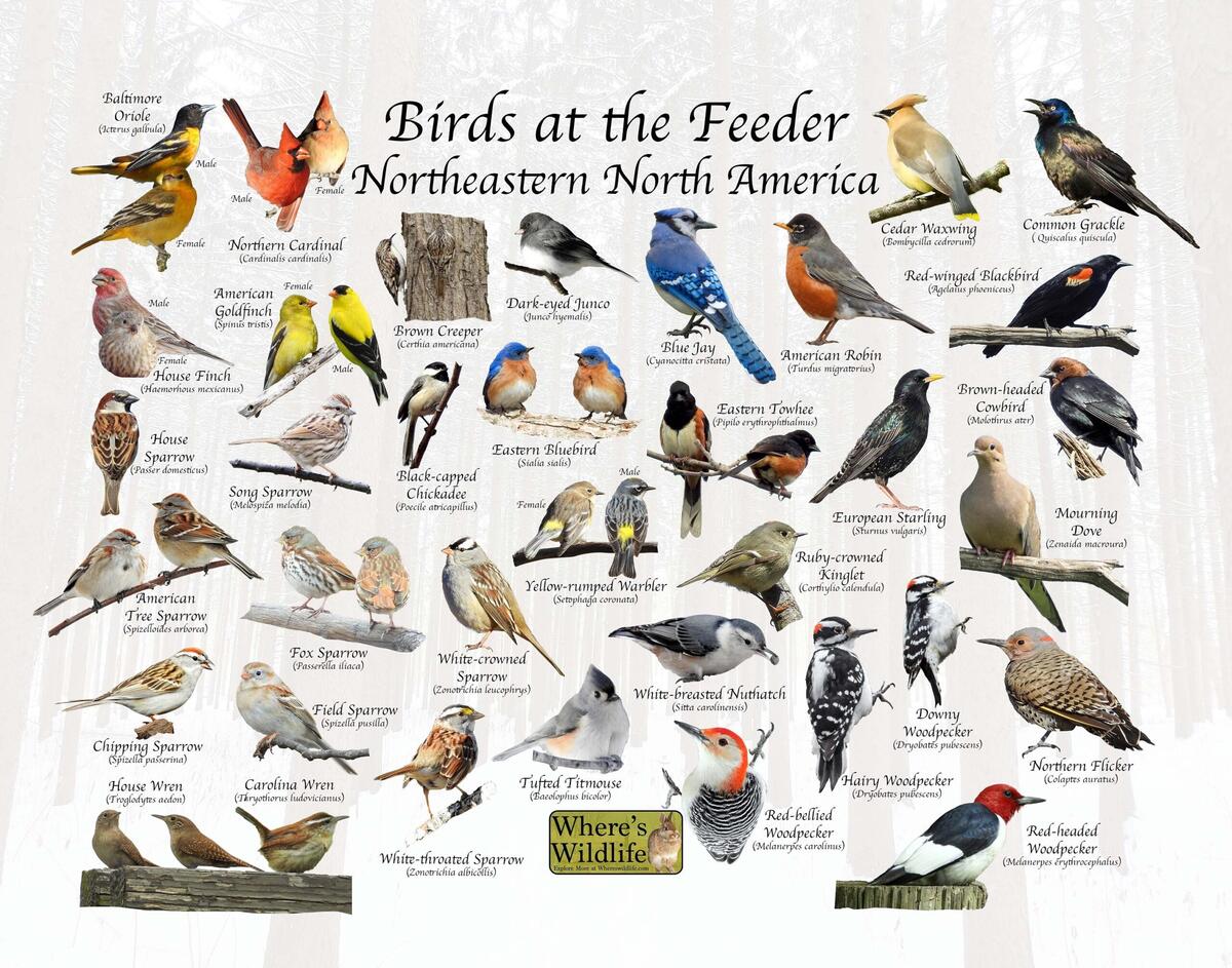 FREE Backyard Birds And Hummingbirds Poster Science