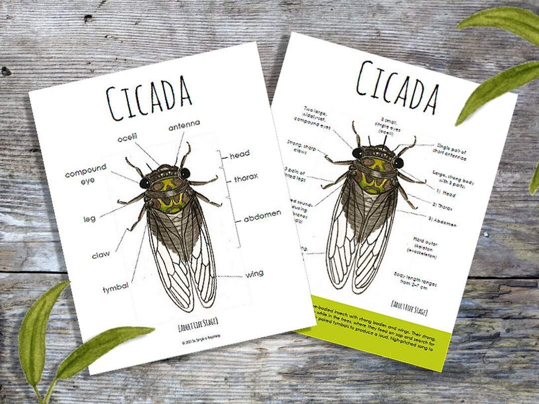 Cicada Anatomy Pack Homeschool Printable Nature Study Etsy