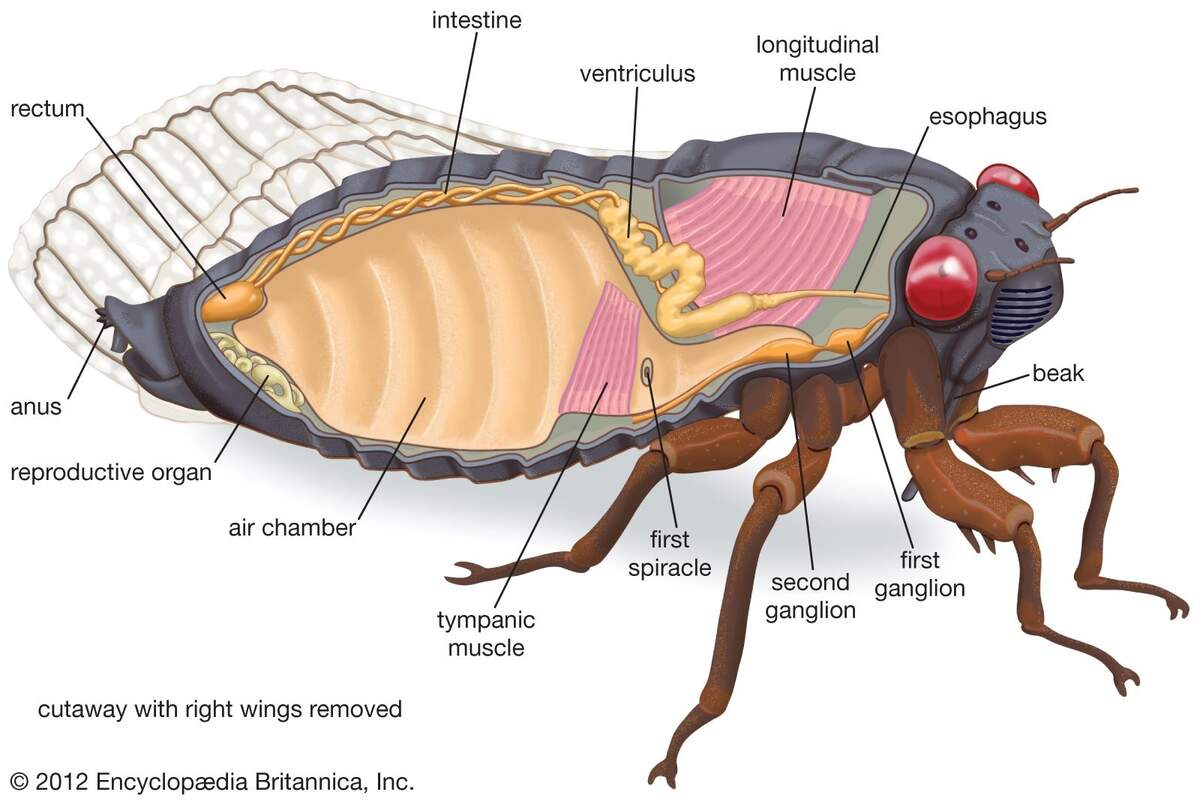 Cicada Sound Shell Life Cycle Map Facts Britannica