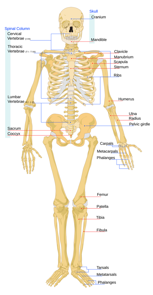 Skeletal System Diagrams To Label And Color With Reference Information And Charts Made By Teachers