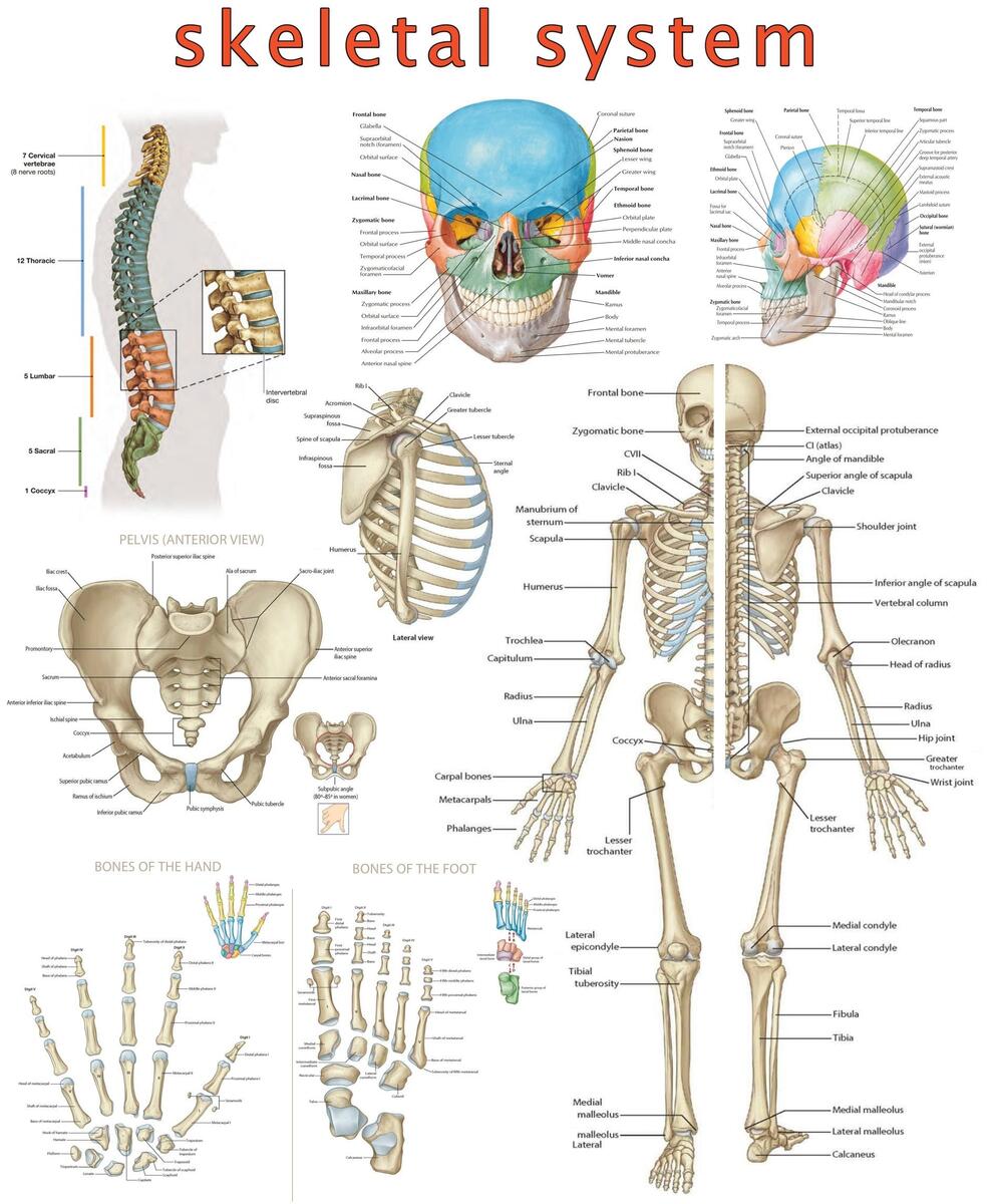 High Resolution Skeletal System Poster Visual Guide Digital PDF Etsy