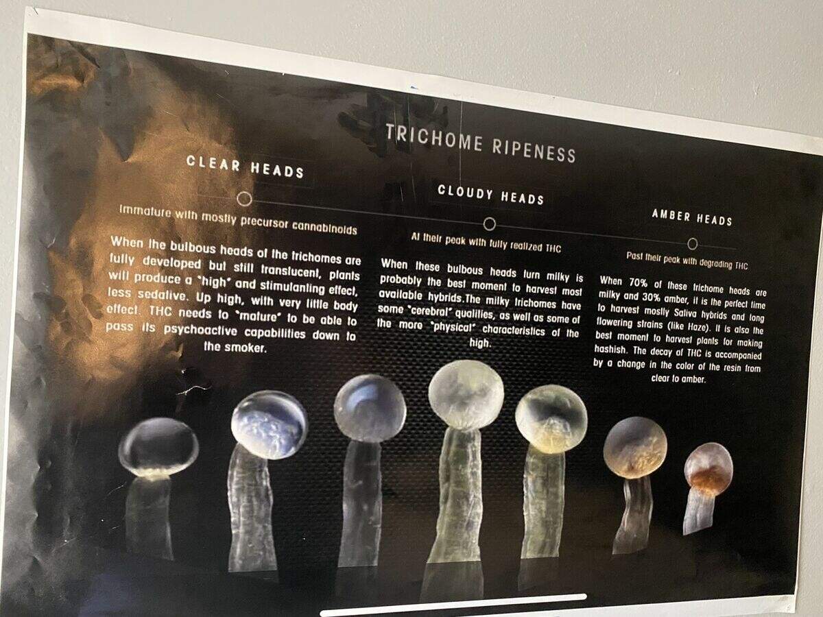 Posters For Home Growers EBay