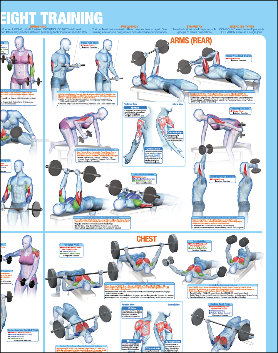 Printable Free Weight Bench Exercises Printable Dumbbell Floor Exercises Weight Training Poster