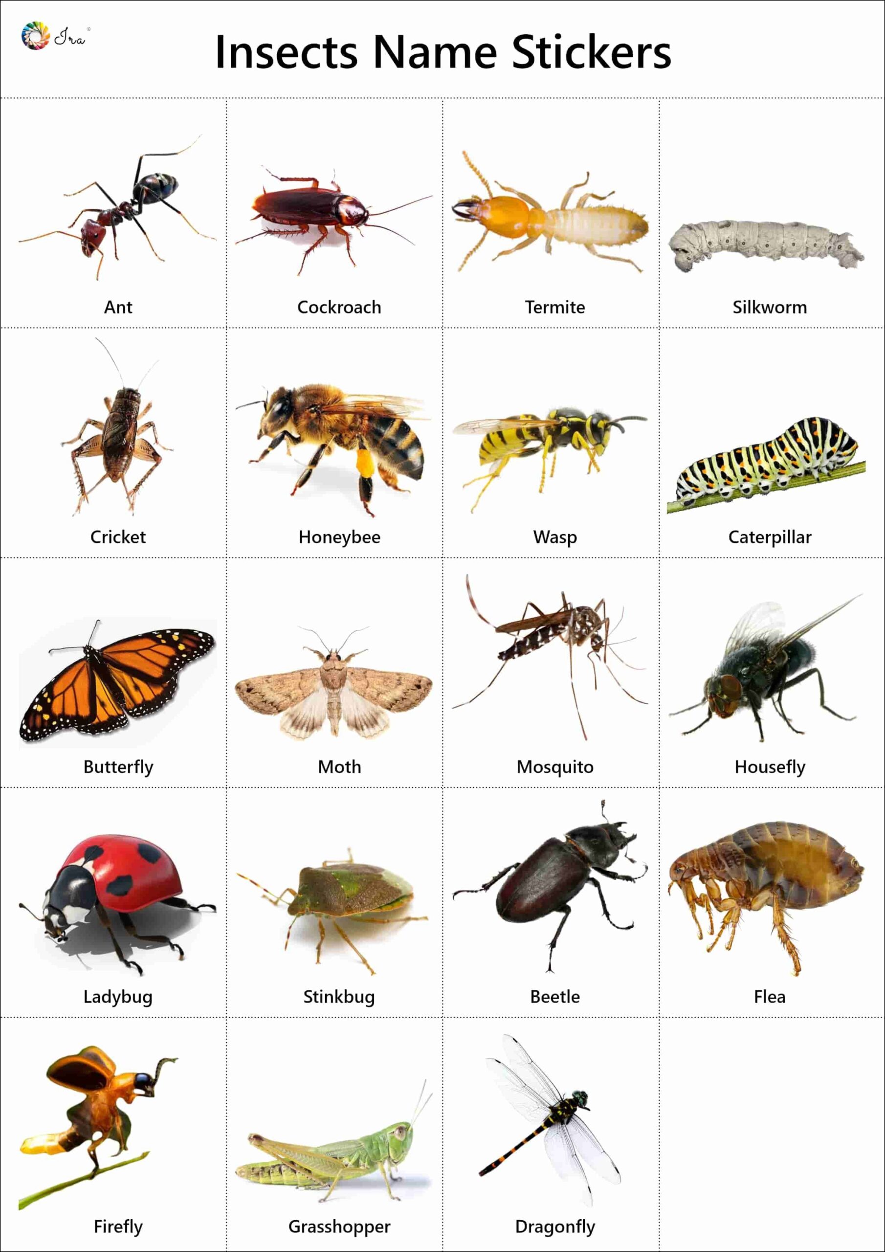 Insects Educational Wildlife Identification Poster