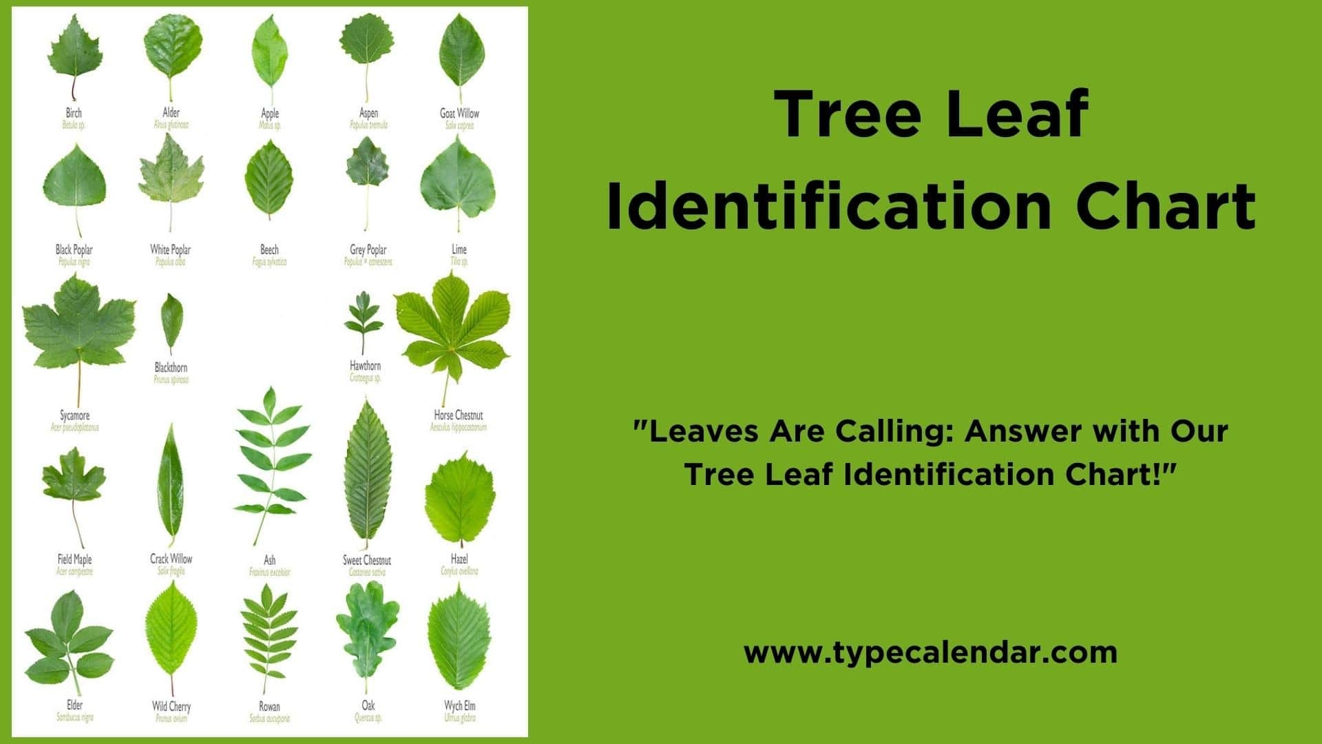 52 Free Printable Tree Leaf Identification Charts PDF Infographic