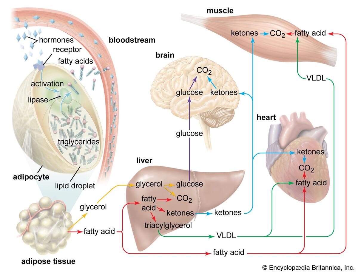 Adipose Tissue Structure Function Location Britannica
