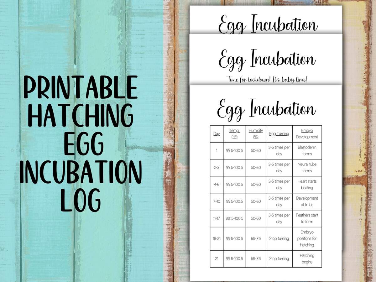 Chicken Egg Incubation Calendar Etsy