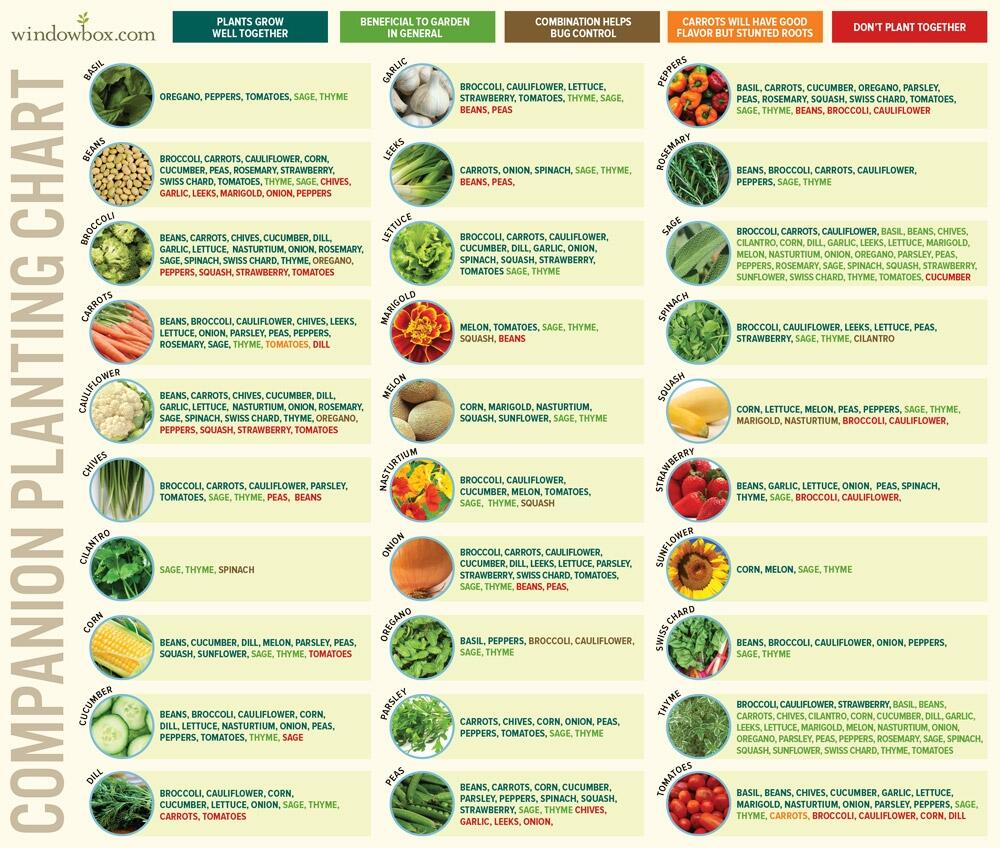 Companion Planting Chart R Vegetablegardening