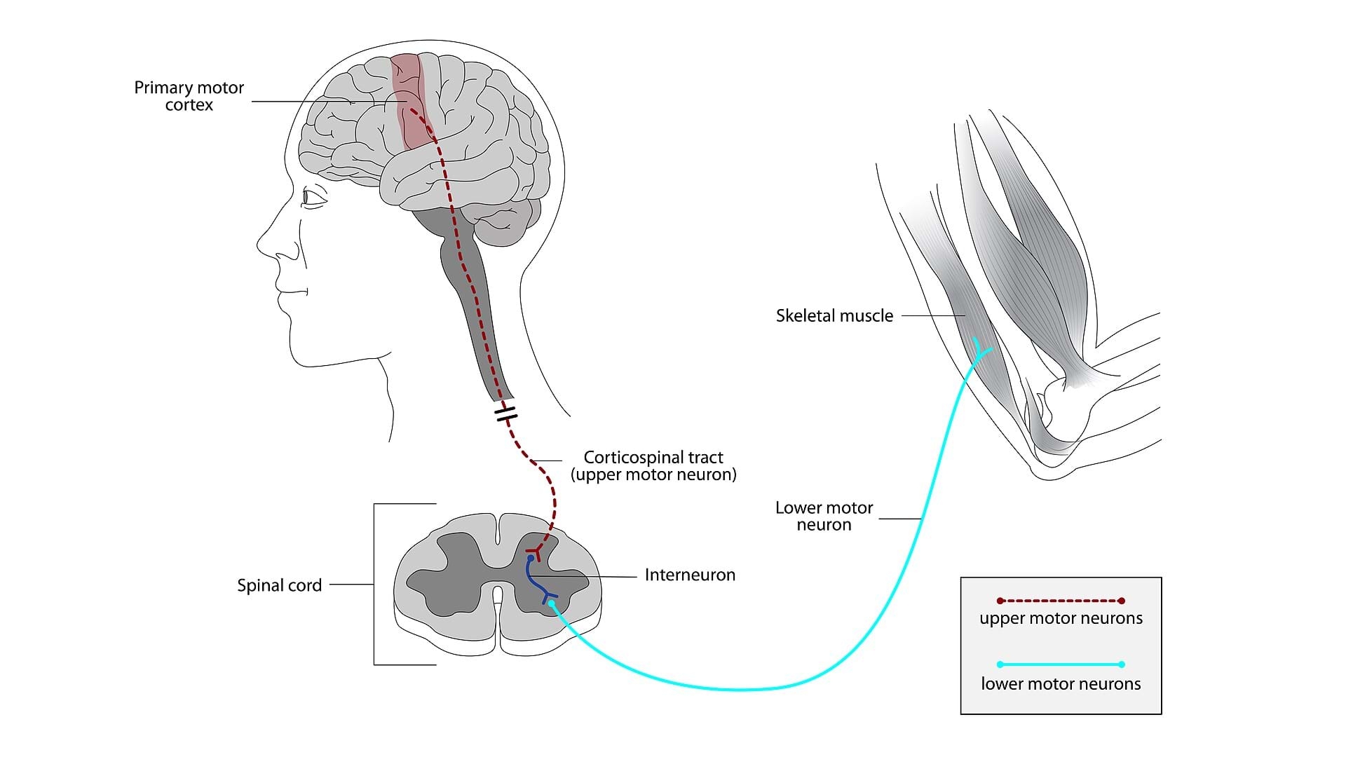 Lymphatic System Structure Function Facts Britannica