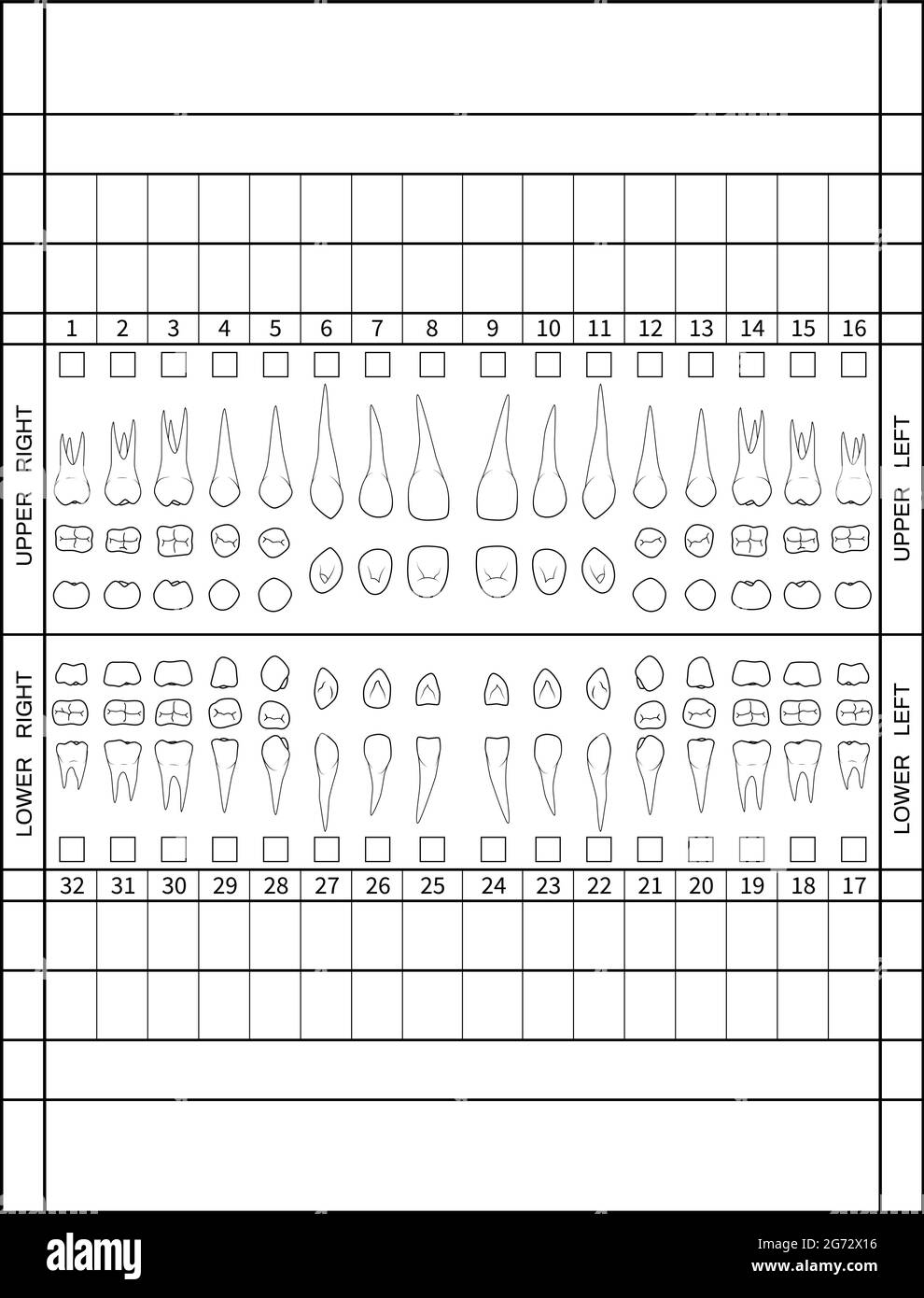 Dental Chart Human Teeth With Roots Numbering Chart For Adult Teeth Dentist Numbering System Vector Illustration Stock Vector Image Art Alamy