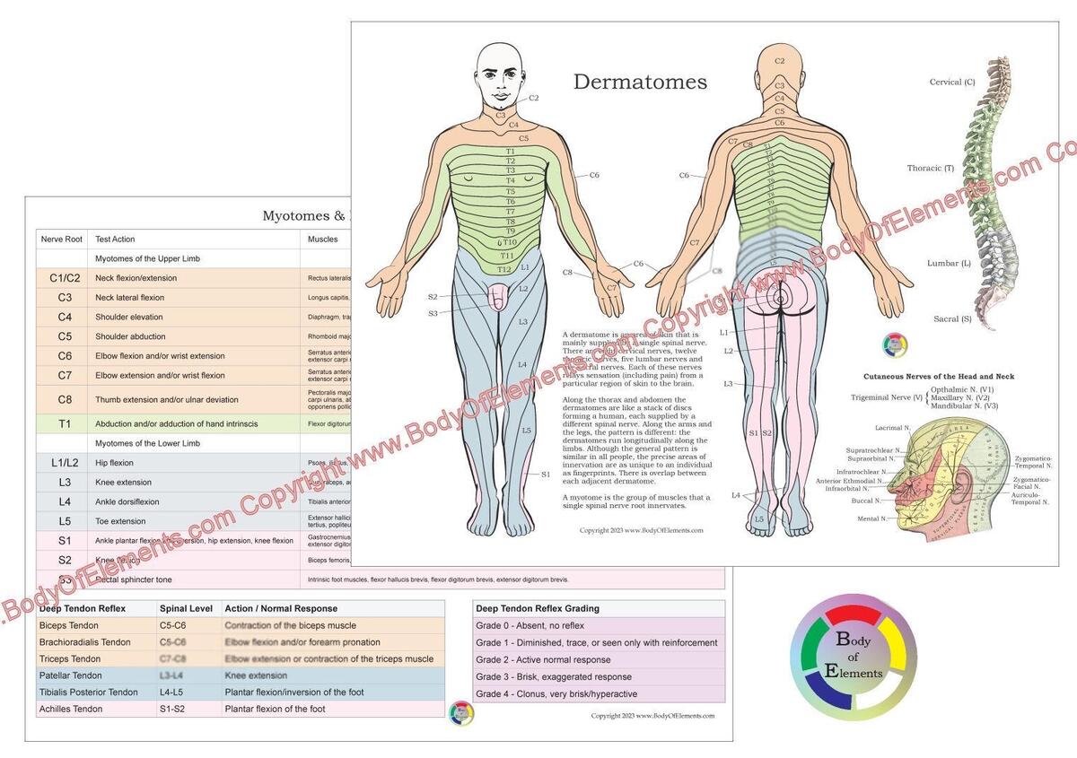 Myotome Chart Etsy