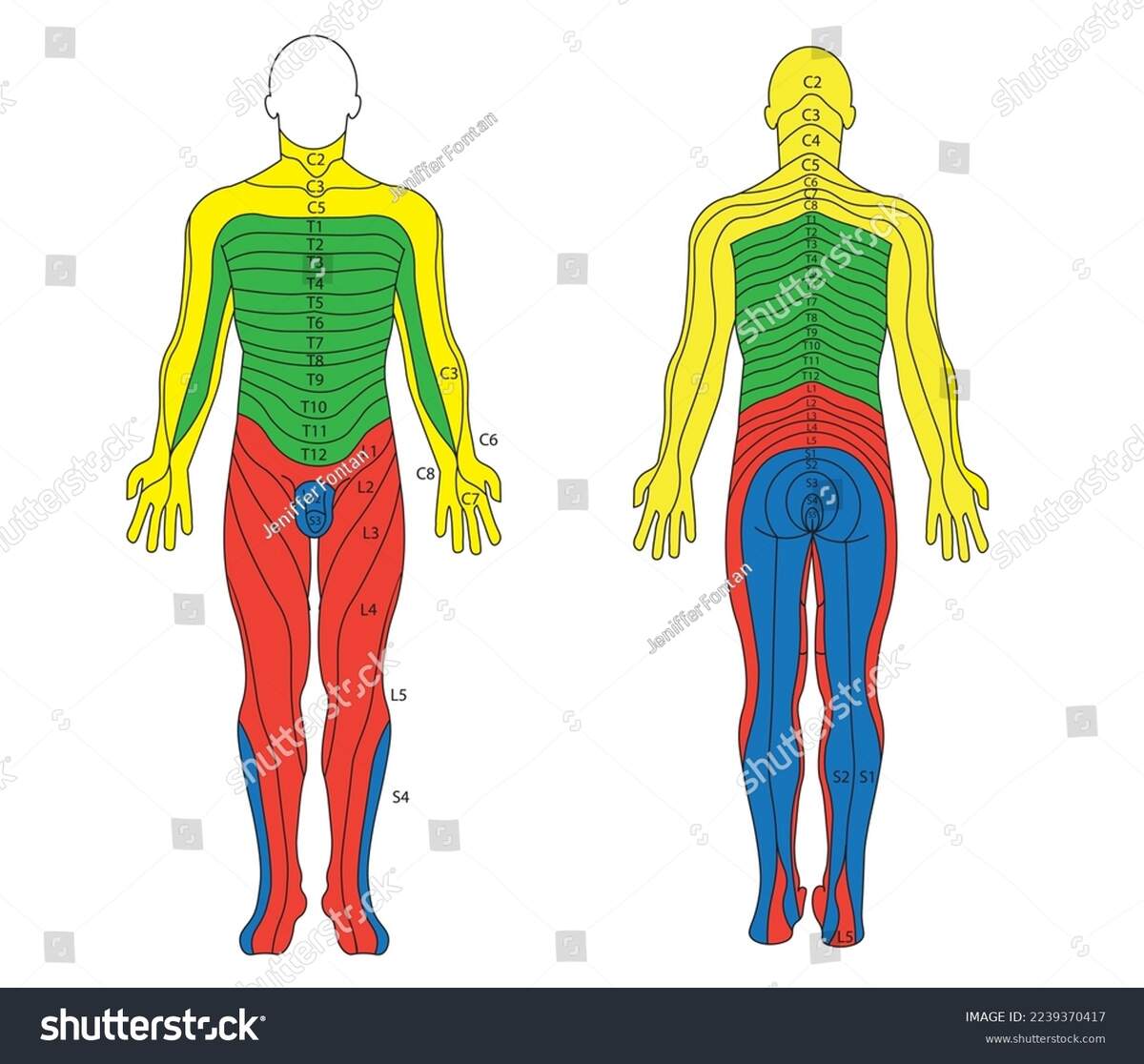 Dermatomes Map Pdf Human Anatomy Dermatomes And Cutaneous Ner Notebook Dermatomes Anatomical Chart Printable