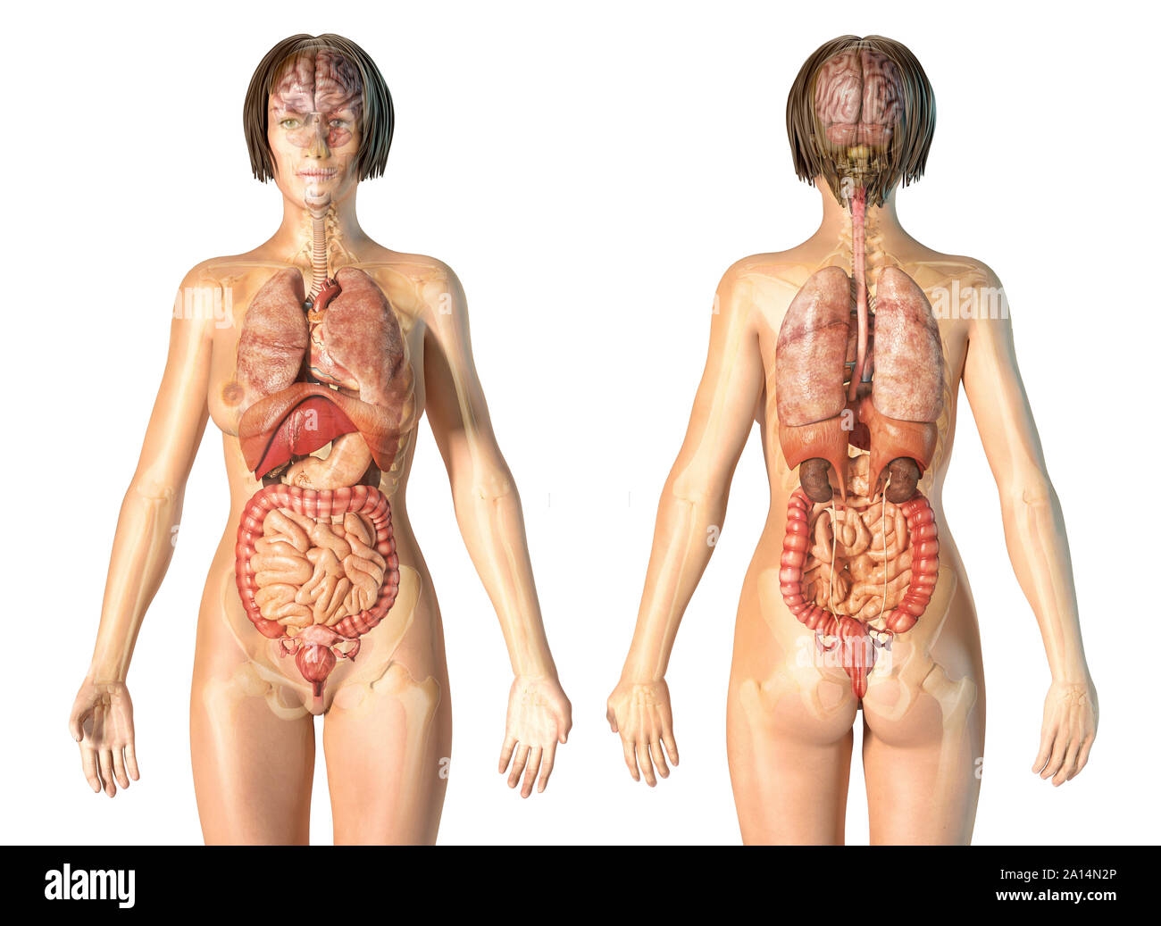 Printable Female Health Tracking Female Body Measurement Chart Australia