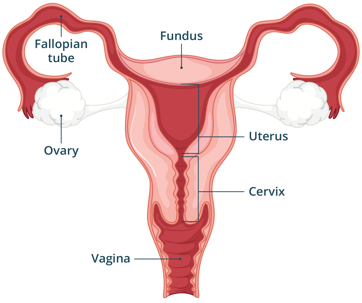 Female Reproductive System Healthdirect