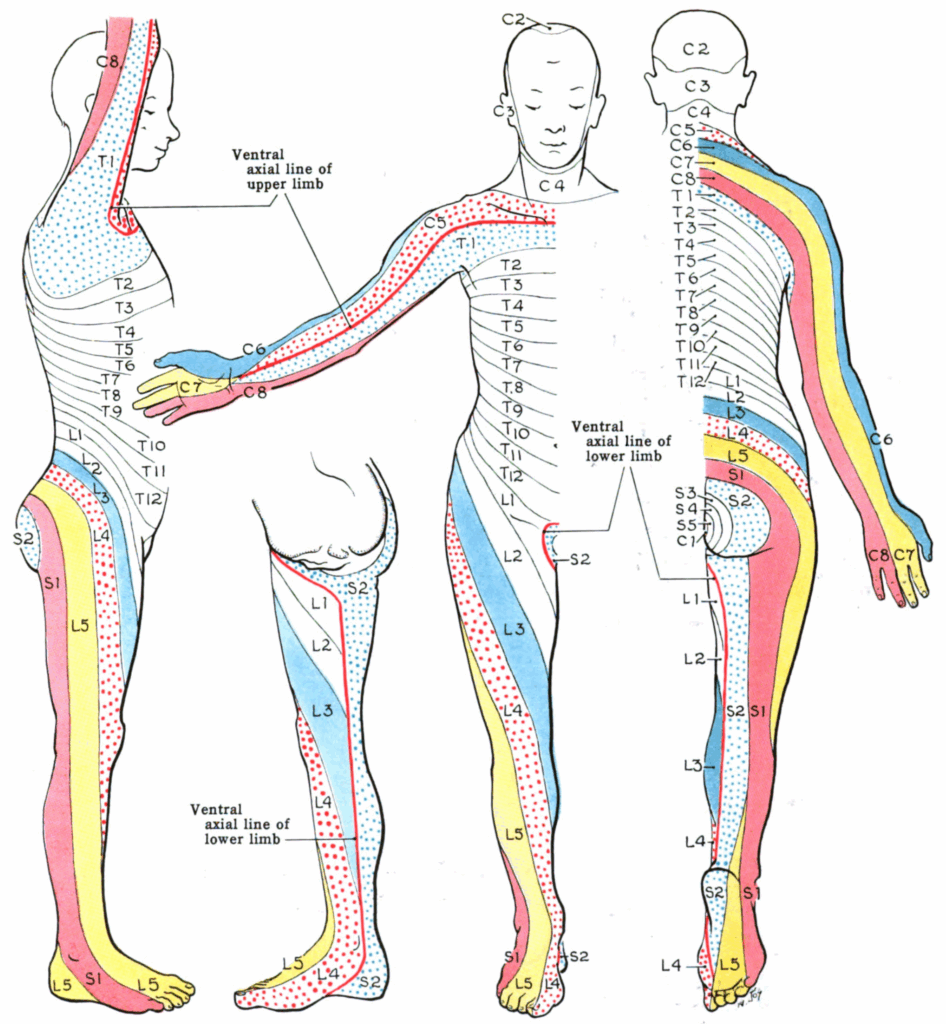 Free Printable Dermatone Chart Free Printable Blog