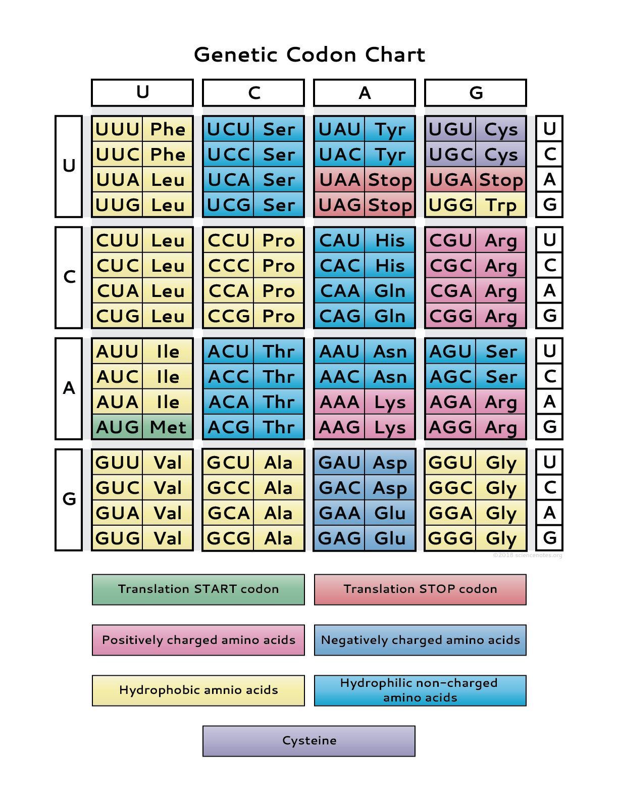 Codon Chart Table Amino Acids RNA Wheel Explained