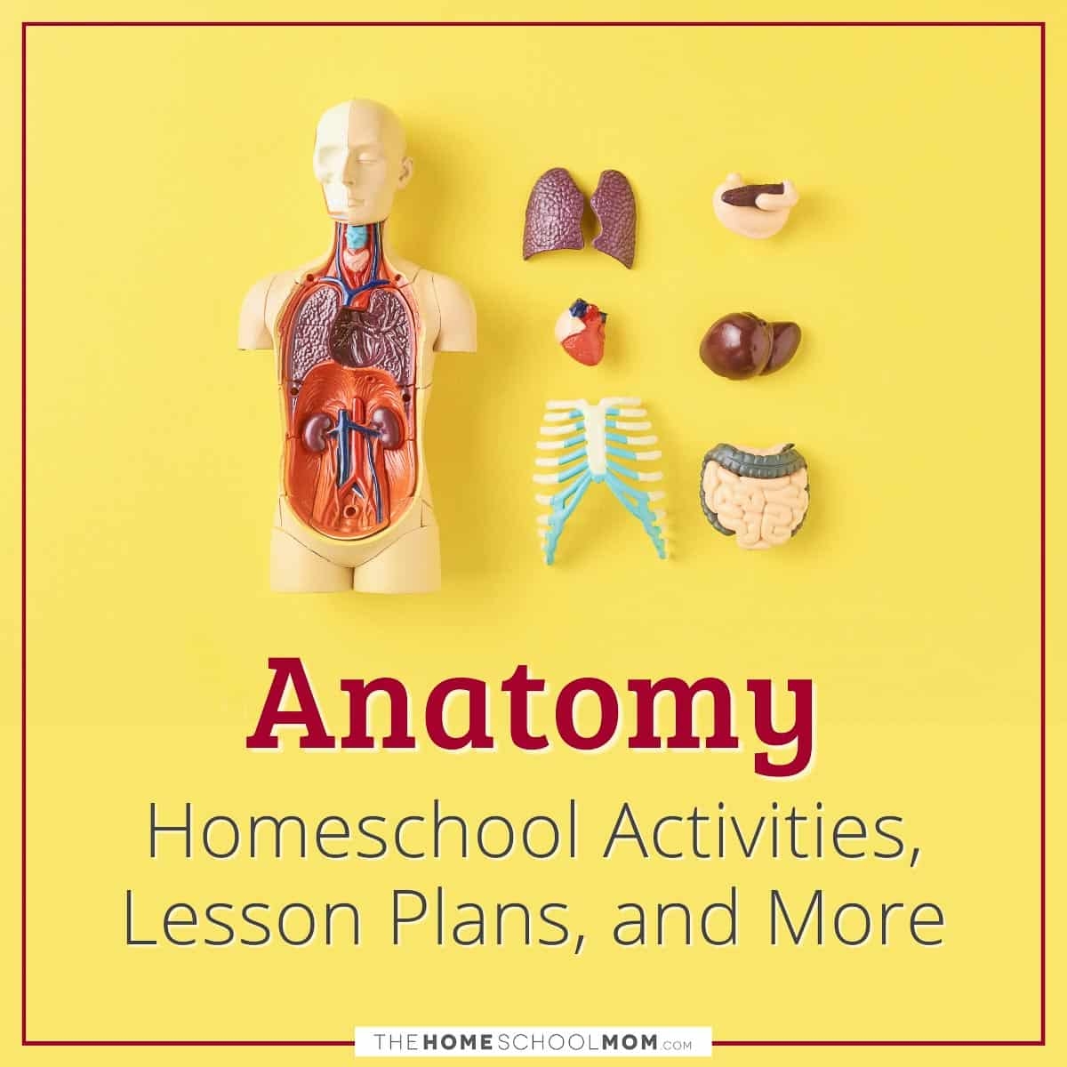 Homeschool Anatomy TheHomeSchoolMom
