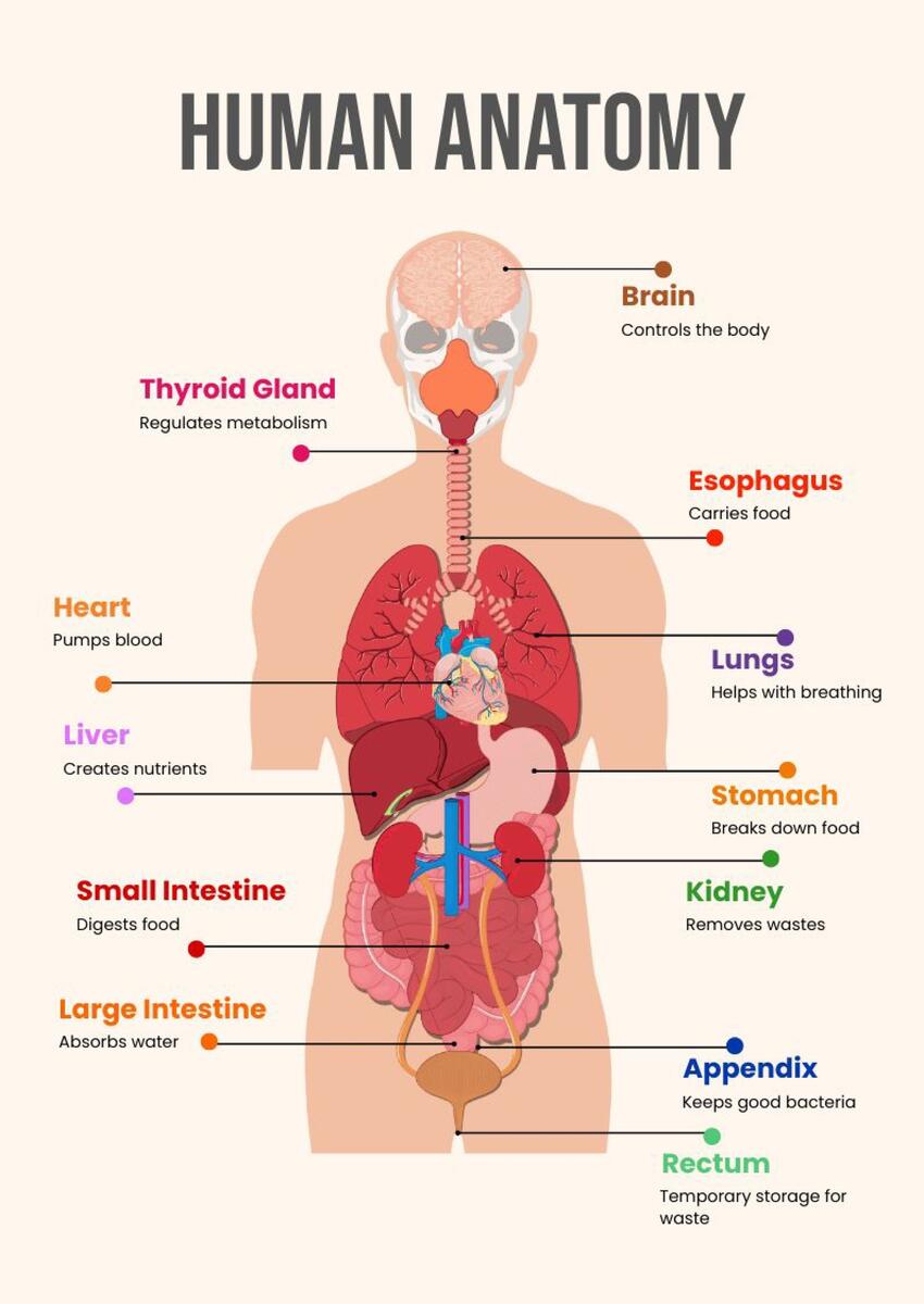 Parts Of The Body Free Worksheet SKOOLGO