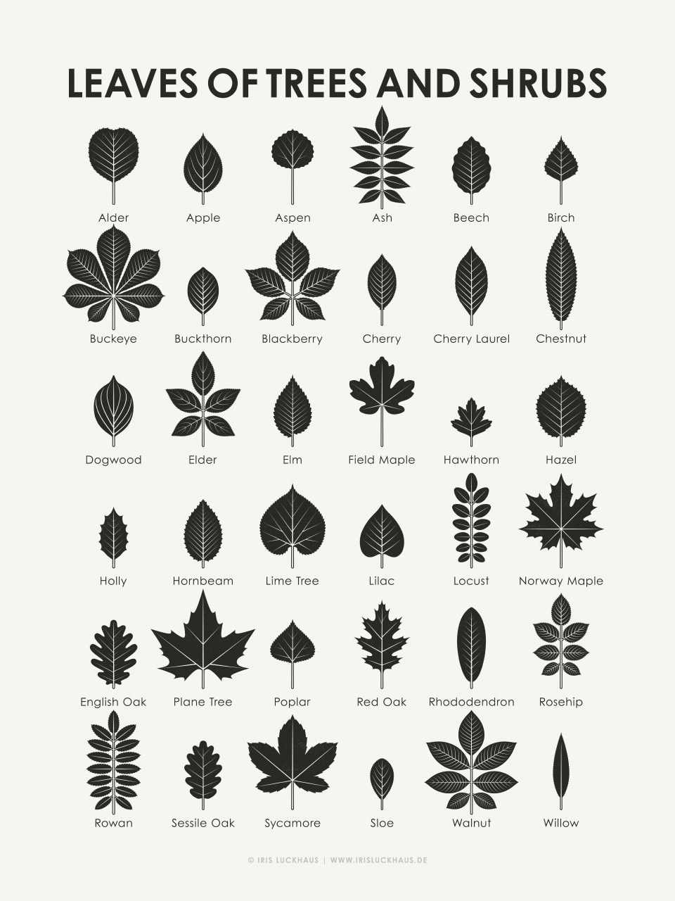 Leaves Of British Trees Identification Poster Download Etsy