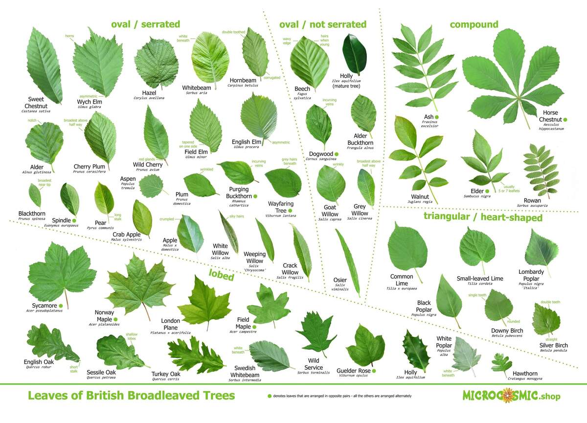 Leaves Of British Trees Identification Poster Download Etsy