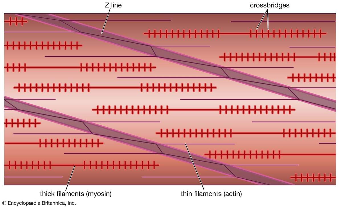 Muscle Types Structure Function Britannica