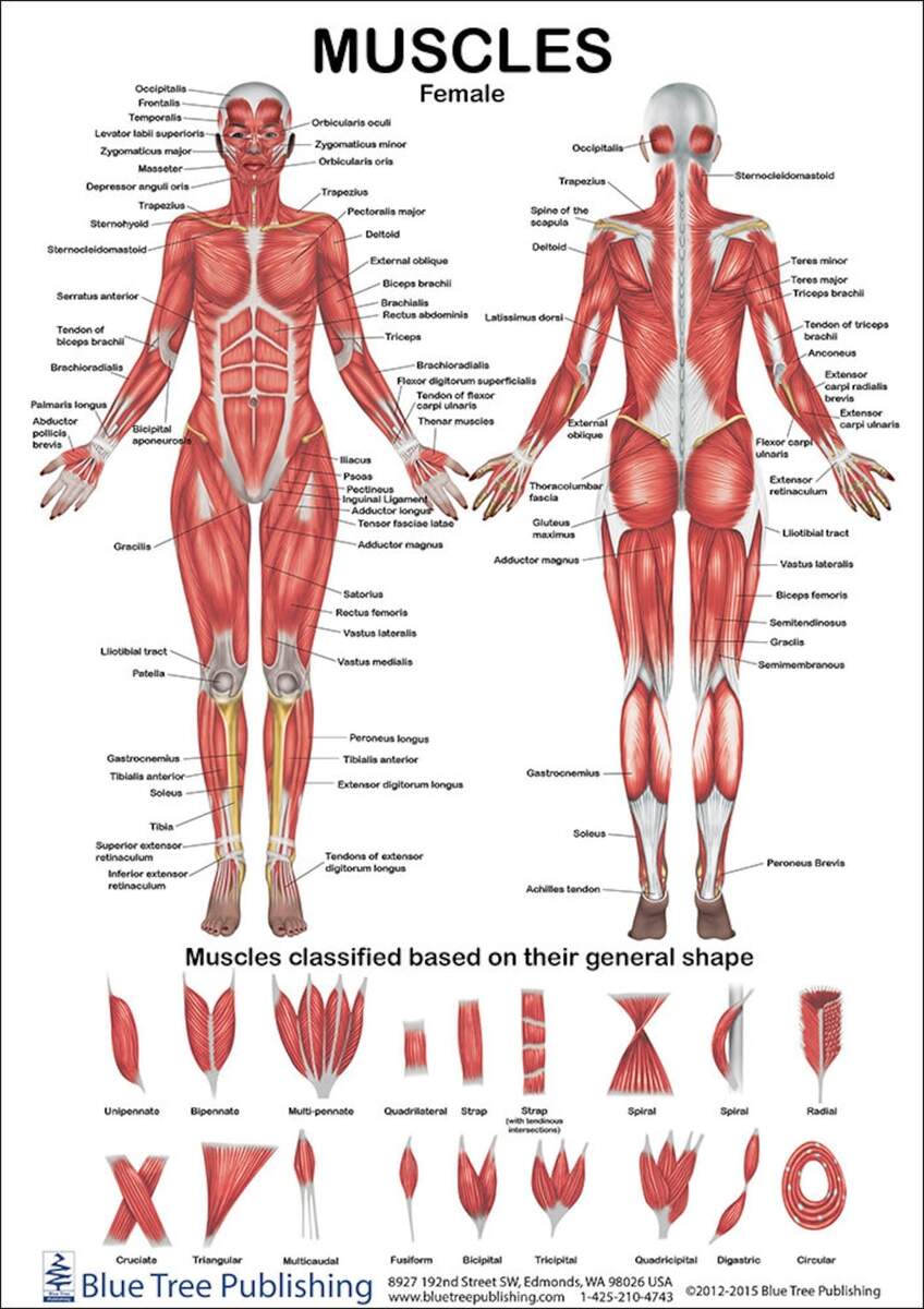 Muscles Female And Male Two View Anatomical Chart Etsy Singapore