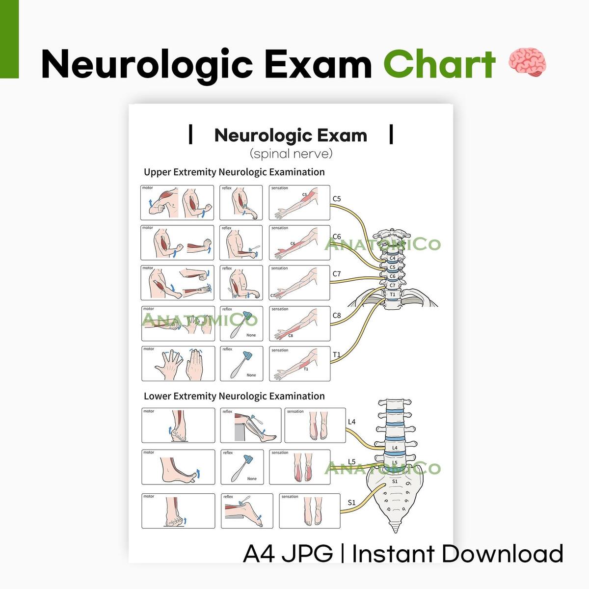Myotome Chart Etsy
