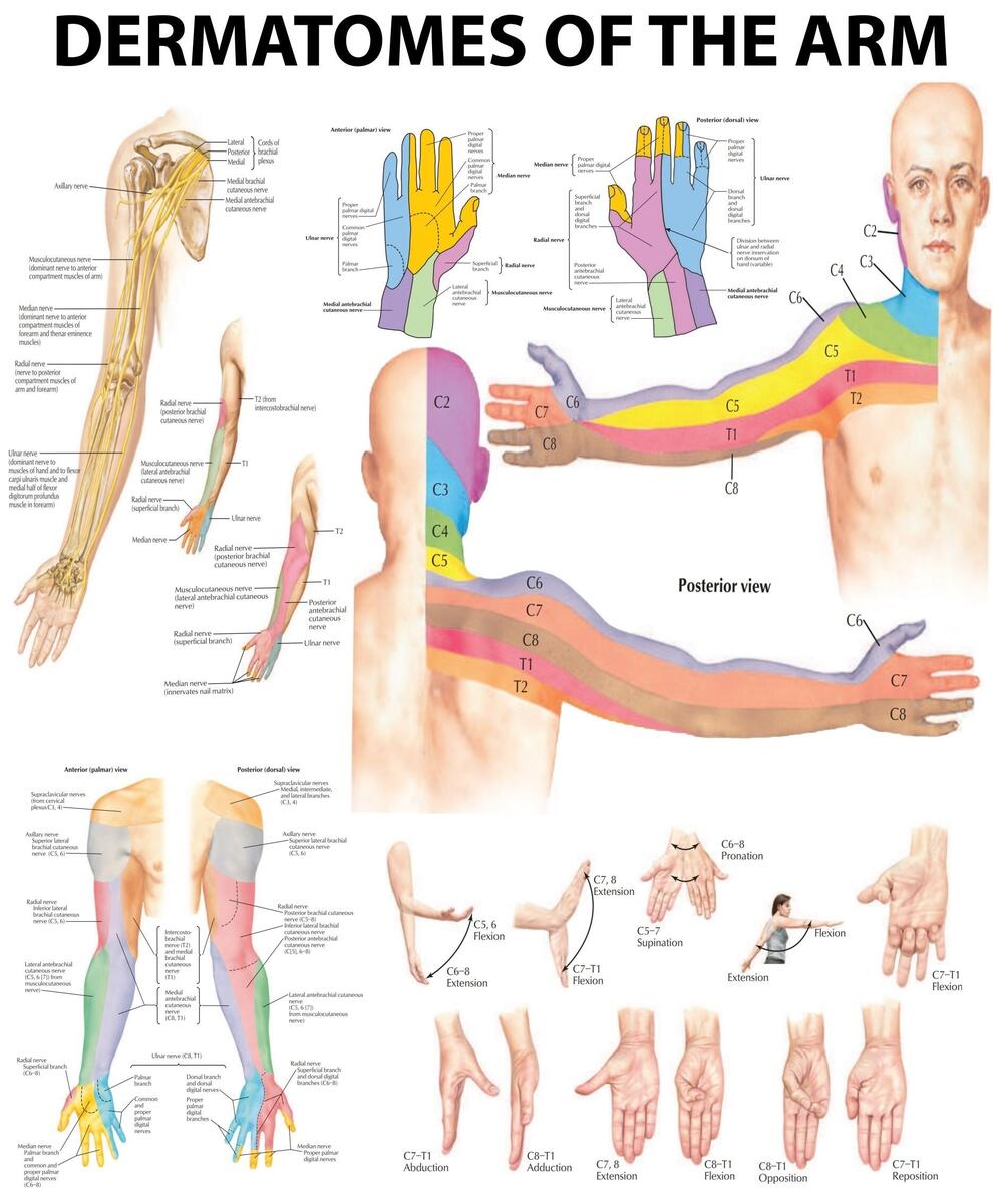 Myotome Chart Etsy