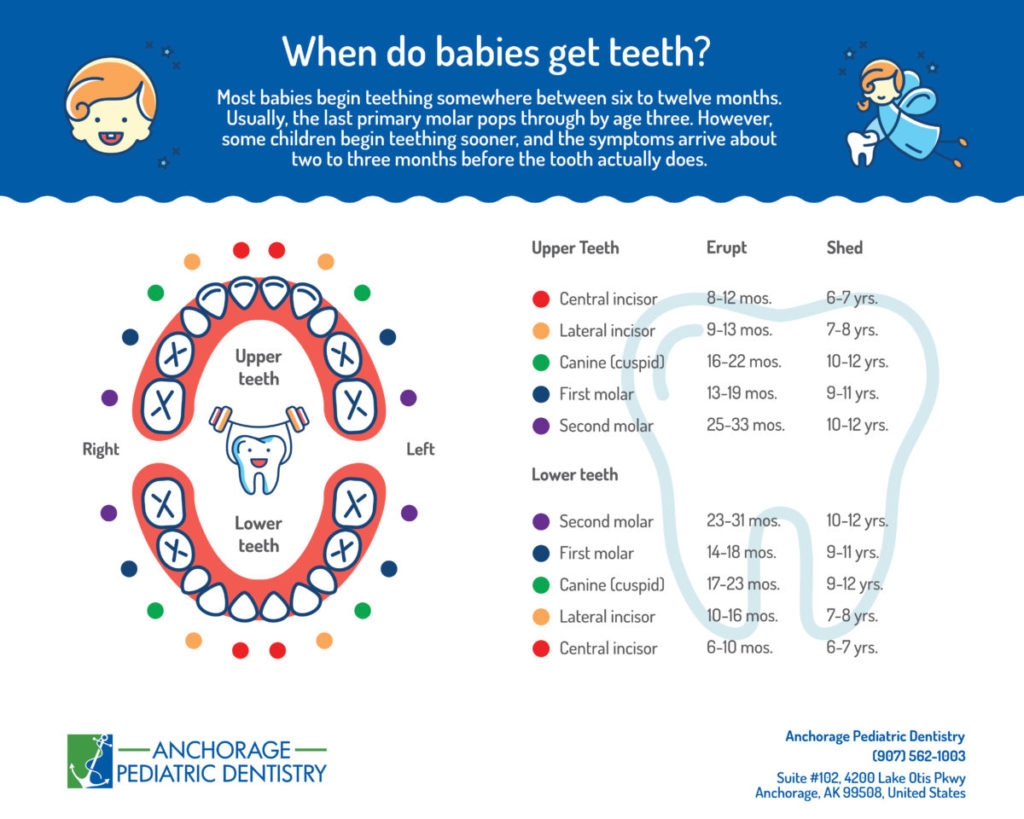 Baby Teeth Chart To Print Kids Activities Blog