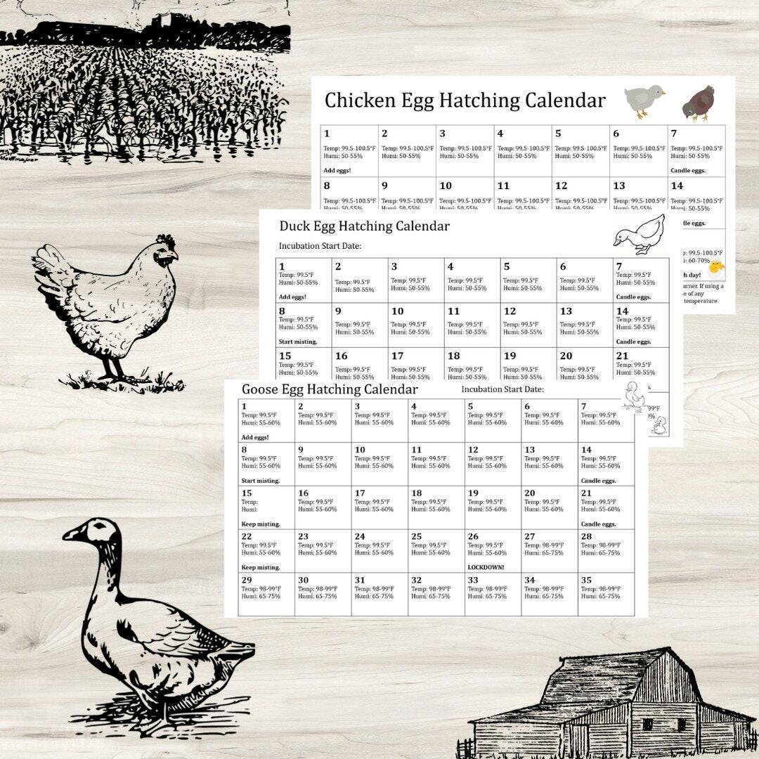 Printable Chicken Egg Incubation Calendar Etsy