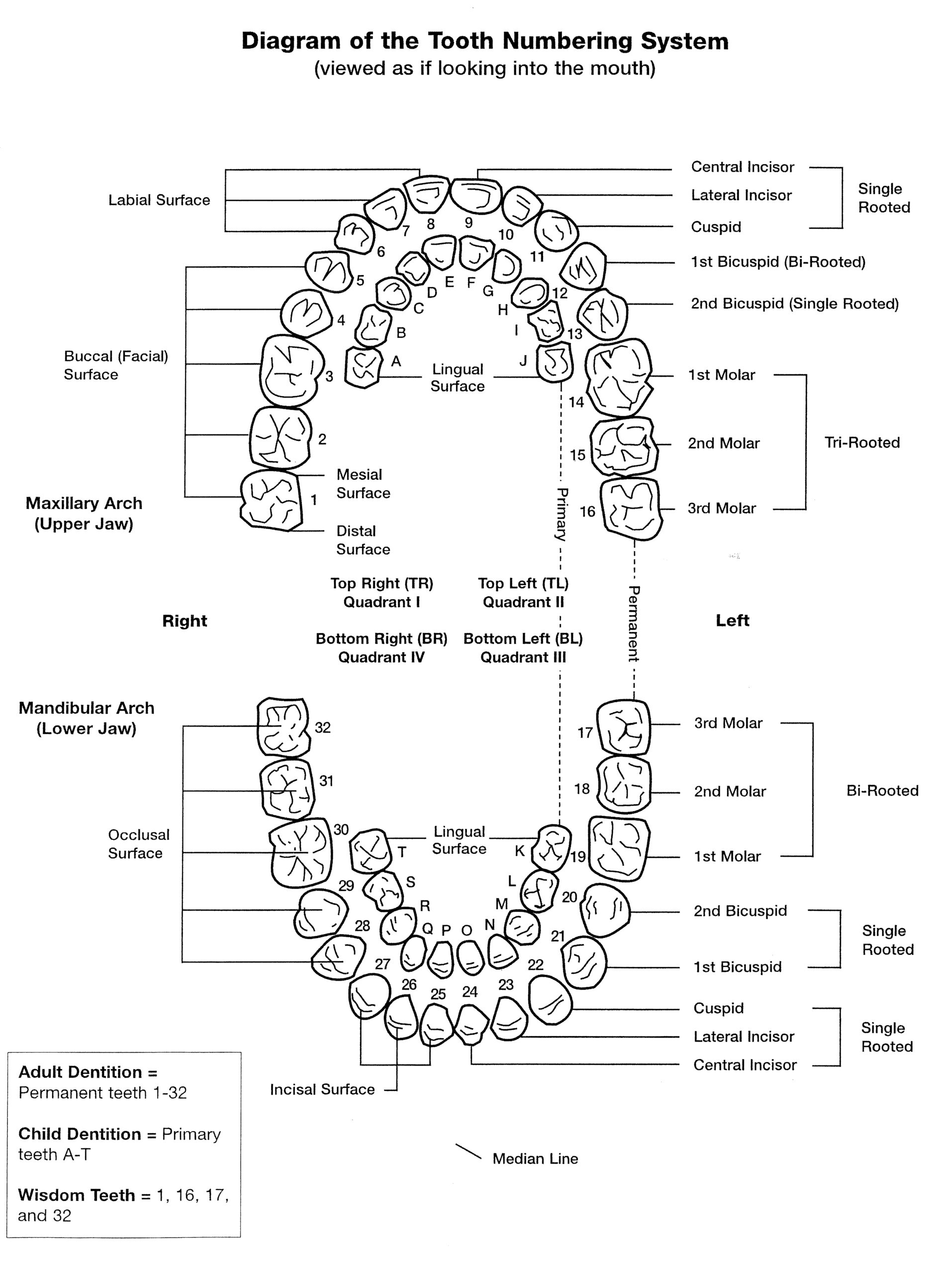 Tooth Chart Full Sheet 15 Free PDF Printables Printablee