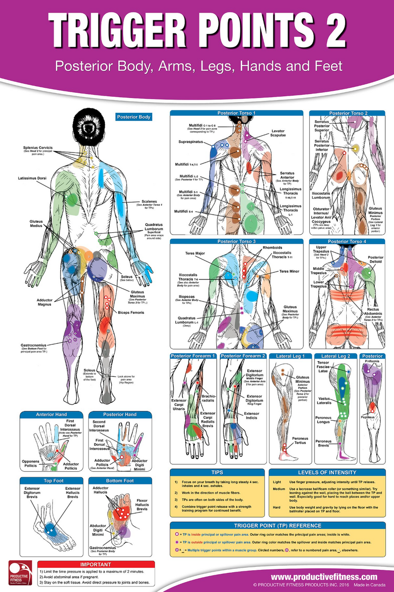 Trigger Points Of Pain Wall Charts Set Of 2 9780683083682 Medicine Health Science Books Amazon