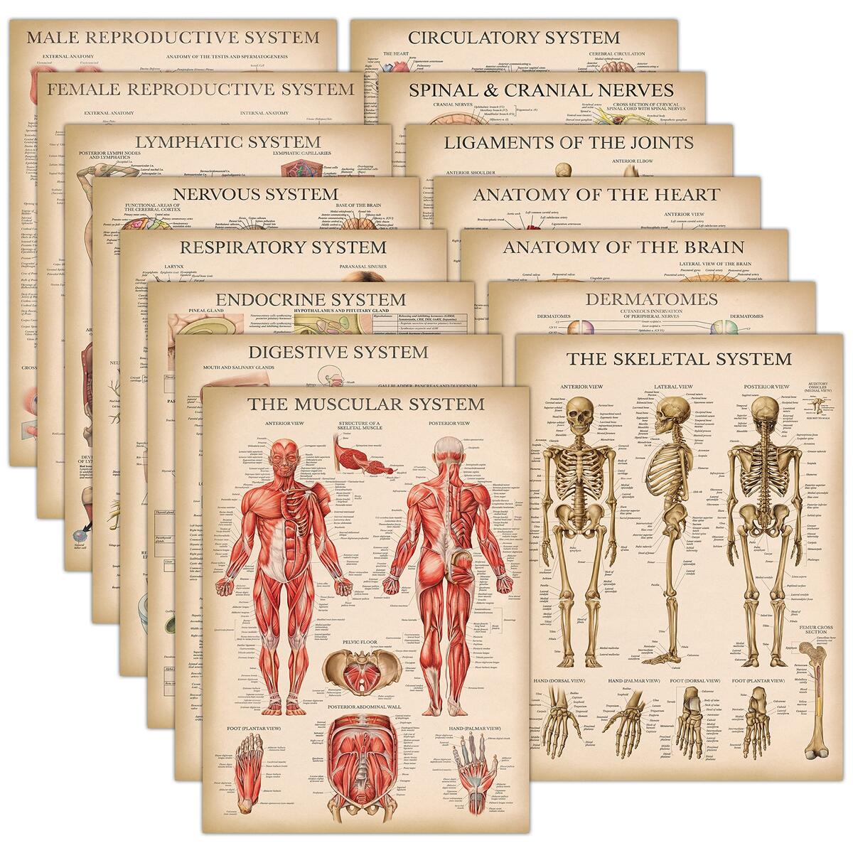 Trigger Point Treatment Free Printable Quick Reference Guide Template To Edit Online Muscle Anatomy Chart
