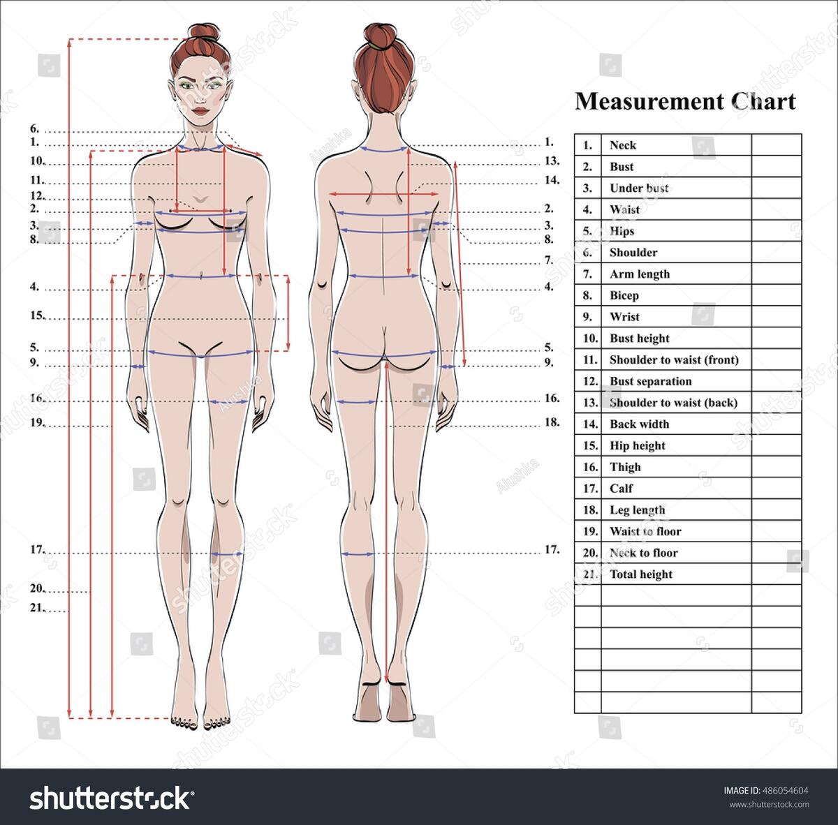 Muscles Female And Male Two View Anatomical Chart Etsy New Zealand