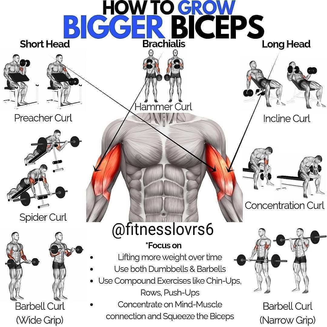 Workout Chart Bicep Moves Workout Chart Biceps Exercise At Home With Dumbbells In Gym Muscle